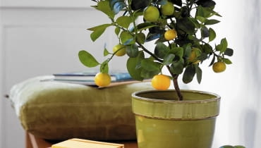 Orangenb umchen SLOWA KLUCZOWE: Apfelsine Apfelsinenbaum Baum Buch Citrus Limette Orange Orangenbaum Pflanze Schale Sch´ssel Topfpflanze Zimmerpflanze Zitrus Zitrusfrucht Hochformat