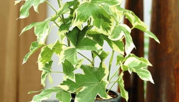 Fatsjobluszcz Efeuaralie (Fatshedera lizei Variegata) - mit panaschierten Bl ttern SLOWA KLUCZOWE: Efeu Gr´npflanzen Hedera Topfpflanzen Visions Pflanze Pflanzen eingetopft gr´n Hochformat