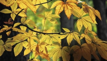 KASZTANOWIEC GŁADKI