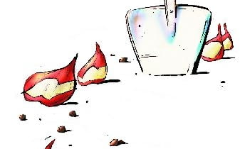 Jesienią warto posadzić cebulki, które zakwitną w następnym roku Jesienią warto posadzić cebulki, które zakwitną w następnym roku