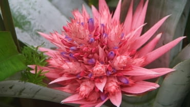 Bromelia Bromelia