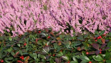 Wrzos pospolity (Calluna vulgaris) 'Annemarie' Wrzos pospolity (Calluna vulgaris) 'Annemarie'