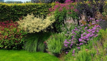 rabata Rundes Hochbeet mit Klinkersteinen als Beeteinfassung mit ´ppigen Sommerstauden vor Buchenhecke: rotbraune Fetthenne (sedum 'Abbey Dore'), roter Kn^terich (persicaria 'Border Beauty'), Lampenputzgras (pennisetum 'Hameln'), weisse Elfenraute (artemisia 'Weisse Dame'), purpurfarbener Wasserdost (eupatorium 'Riesenschirm'), weisse Bergminze (calaminta nepeta), weisser Kandelaberehrenpreis (veronicastrum virginicum 'Album') und violette Indianernessel (monarda). SLOWA KLUCZOWE: Artemisia 'Weisse Dame' Artemisia lactiflora Aster frikartii 'M^nch' Beifuss Bistorta amplexicaule 'Border Beauty Bistorta amplexicaulis 'Border Beauty Blumenbeete Blumengarten Buchenhecke Calaminta nepeta Ehrenpreis Elfenraute Eupatorium 'Riesenschirm' Eupatorium fistulosum 'Riesenschirm' Fagushecke Fetthenne Gartenreportage Gartenreportage 'In Goede Aarde' Gras Gr sergarten Hausgarten Hochbeet Hochsommer Holland In Goede Aarde Juli Kerzenkn^terich Kn^terich Lampenputzergras Niederlande Pennisetum 'Hameln' Persicaria 'Border Beauty' Pr riegarten Purpurdost Reportage' In Goede Aarde' Schlangenkn^terich Sedum 'Abbey Dore' Sommer Staudenbeet Staudengarten Steppengarten Trockengarten Veronicastrum virginicum 'Album' Wasserdost Weisser Chinabeifuss Ziergarten beeteinfassung beetumrandung l ndlich l ndlicher Garten FocusOnGarden J´rgen Becker Querformat