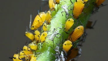 Gdy mszyce atakują rośliny domowe, lepiej zwalczać je za pomocą środków ekologicznych. Gdy mszyce atakują rośliny domowe, lepiej zwalczać je za pomocą środków ekologicznych.