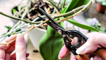 KORZENIE wyrastające poza doniczkę pod srebrzystą warstwą martwych komórek, które są rezerwuarem wody (welamen), mają żywą tkankę. Gdy welamen jest wilgotny - zielenieje. Korzenie te wycinamy dopiero, gdy zaschną 'na wiór'. KORZENIE wyrastające poza doniczkę pod srebrzystą warstwą martwych komórek, które są rezerwuarem wody (welamen), mają żywą tkankę. Gdy welamen jest wilgotny - zielenieje. Korzenie te wycinamy dopiero, gdy zaschną 'na wiór'.