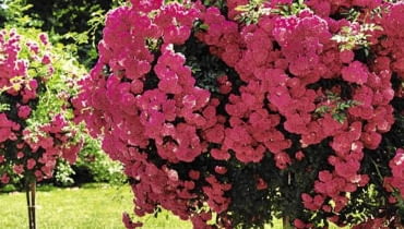 ROZA ROSA FORMOWANIE FORMA PIENNA DRZEWKO FOT. ANDRZEJ MICHALIK PUBLIKACJA OGRODY NR 11 (67) - 11.2004 SLOWA KLUCZOWE: OGRODY ROSLINY