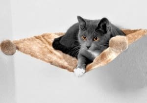 Miseczka dla kocich aniołków Botticellego lub drapak dla zawadiackiego kociego Robin Hooda? 17 lutego obchodzimy Międzynarodowy Dzień Kota. One zasługują na najlepsze. <BR /> AKCESORIA DLA ZWIERZĄT. Pluszowa, przytulna półka do leżenia. Prosty sposób montowania do ściany. 49 zl, zooplus.pl