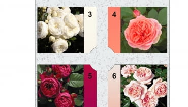 Różanka 1 Różanka 1