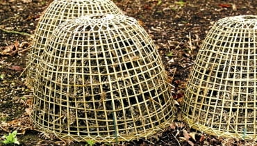 Wrażliwe byliny bezpiecznie przezimują pod czapą usypaną ze zdrowych suchych liści, najlepiej buka, dębu lub topoli, przykrytych ażurowym koszem.