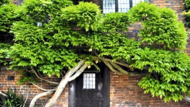 Glicynia (Wisteria) to silne pnącze o wijących się pędach. Osiąga 6-10 m wysokości, dając 1-3 m przyrostu rocznie. Wytwarza dużą masę liści, toteż wymaga mocnych podpór. Okaz na zdjęciu cięty przez wiele lat przybrał formę oryginalnego, przytulonego do muru drzewa. Glicynia (Wisteria) to silne pnącze o wijących się pędach. Osiąga 6-10 m wysokości, dając 1-3 m przyrostu rocznie. Wytwarza dużą masę liści, toteż wymaga mocnych podpór. Okaz na zdjęciu cięty przez wiele lat przybrał formę oryginalnego, przytulonego do muru drzewa.