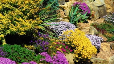 PODUCHY smagliczek, żagwinów i floksów szydlastych mają najróżniejsze kolory. PODUCHY smagliczek, żagwinów i floksów szydlastych mają najróżniejsze kolory.