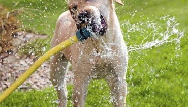 Pies w ogrodzie. Jak chronić ogród przed psem