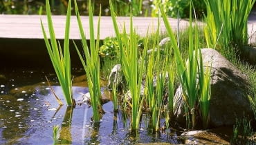 ONE TIME USE ONLY DO JEDNORAZOWEGO UZYCIA JEZIORKO WODA STAW ZBIORNIK WODNY OCZKO WODNE KAMIEN PRZEJSCIE PRZEZ WODE TATARAK ACORUS CALAMUS BYLINA ROSLINA WODNA FOT. SERWIS PRASOWY FIRMA OASE PUBLIKACJA OGRODY NR 6 (62) - 6.2004 PUBLIKACJA OGRODY NUMER SPECJALNY 1/2005 - OGRODKI WODNE - 3.2005 PUBLIKACJA OGRODY NR 5 (73) - 5.2005 PUBLIKACJA OGRODY NR 2 (82) - 2.2006 PUBLIKACJA OGRODY NUMER SPECJALNY 2/2006 - OGROD MARZEN - 6.2006