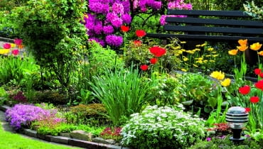 Różanecznik nawet gdy przekwitnie, zdobi ogród pięknymi skórzastymi liśćmi.