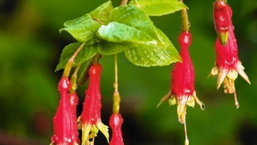 Fuksja (FUCHSIA SPLENDENS) o wzniesionych pędach osiąga 0,5-1 m wysokości. Jej kwiaty mogą mieć długość 3,5-7 cm. Fuksja (FUCHSIA SPLENDENS) o wzniesionych pędach osiąga 0,5-1 m wysokości. Jej kwiaty mogą mieć długość 3,5-7 cm.