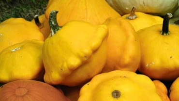 Patison hodowli SGGW 28.09.2004 WARSZAWA DZIEN DYNI SZKOLA GLOWNA GOPODARSTWA WIEJSKIEGO ( SGGW ) WARZYWNIAK DOSWIADCZALNY DYNIA DYNIE DYNIOWATE NZ. PATISON NAJNOWSZA ODMIANA FOT. WOJCIECH SURDZIEL / AGENCJA GAZETA