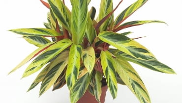 Są rośliny, których liście dorównują urodą najpiękniejszym kwiatom. A co najważniejsze, nie przemija ona wraz z opadnięciem ostatnich płatków. <BR />Jak przystało na rośliny przyciągające wzrok pięknymi liśćmi, ich kwiaty są niepozorne i często niewidoczne spod liściastej nawały. Większość gatunków pochodzi z tropikalnych lasów deszczowych, trzeba więc stworzyć im odpowiednie warunki - zapewnić dużo słońca i wilgoci. Suche powietrze powoduje, że liście zaczynają zasychać i kruszyć się na brzegach. W cieniu natomiast zielenieją, czasem opadają lub pokrywają się brązowymi plamami. Może też dojść do zjawiska zwanego mutacją zwrotną (rewersją), czyli powrotu rośliny do wyglądu pierwotnego, zielonego, z którego powstała odmiana pstrolistna. Monochromatyczne liście rosną szybciej i mogą zagłuszyć pozostałe, należy je więc usuwać. Oprócz pokazanych tu roślin efektowne liście ma także fittonia (z regularnym czerwonym unerwieniem), bertolonia (z jasno- i ciemnozielonymi paskami) i gynura (pokryta niebieskofioletowymi włoskami). <BR />STROMANTE. Liście bardzo ruchliwe: w ciągu dnia zmieniają położenie, zwracając się w stronę słońca. Lubi ciepło, półcień, sporo wilgoci w powietrzu i zraszanie liści (świetna roślina do łazienek!).