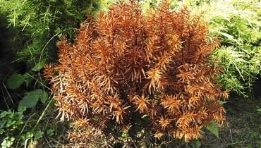 Zniszczony krzew usuwamy z korzeniami, by nie zakaził sąsiednich roślin.