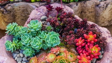 Wielobarwna kompozycja z rojników (Sempervivum), różnych gatunków rozchodników (Sedum) i różeńca (Rhodiola). Wielobarwna kompozycja z rojników (Sempervivum), różnych gatunków rozchodników (Sedum) i różeńca (Rhodiola).