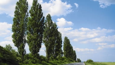 Topola włoska (Populus nigra 'Italica') to popularna odmiana topoli czarnej. Ma wąską koronę, dorasta do 25 m i jest krótkowieczna - dożywa kilkudziesięciu lat. Topola włoska (Populus nigra 'Italica') to popularna odmiana topoli czarnej. Ma wąską koronę, dorasta do 25 m i jest krótkowieczna - dożywa kilkudziesięciu lat.