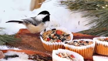 POMYSŁOWE MISECZKI na ptasie przysmaki (mieszankę pestek i ziaren) z papierowych foremek na babeczki. POMYSŁOWE MISECZKI na ptasie przysmaki (mieszankę pestek i ziaren) z papierowych foremek na babeczki.