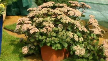 Rozchodnik okazały (<i>Sedum spectabile</i>) 05.09.03 ZABORZE WOJEWODZTWO SLASKIE FIRMA PLANTPOL BYLINY ROSLINY BALKONOWE SEDUM SPECTABILE ROZCHODNIK OKAZALY