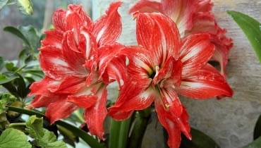 W chłodniejszych pomieszczeniach (18-20 st.C) amarylis będzie kwitł dłużej - nawet przez miesiąc. W przegrzanych szybko zmarnieje.