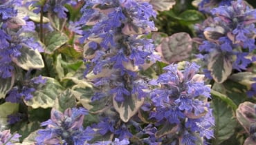 Dąbrówka rozłogowa 'Burgundy glow'