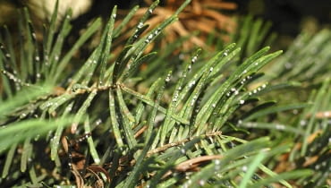 Ochojnika jodłowego łatwo zaobserwować, bo mszyca ta występuje na igłach pod postacią jakby białych kłębuszków waty. Ochojnika jodłowego łatwo zaobserwować, bo mszyca ta występuje na igłach pod postacią jakby białych kłębuszków waty.