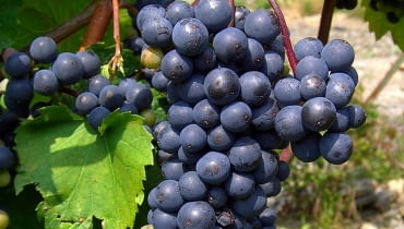 Winogrona ciemne i słodkie Wikimedia Commons