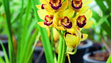 Cymbidium kwitnie jesienią. Zimą w ciagu dnia zapewniamy mu temperaturę 23-25°C, a nocą o 10-12°C niższą. Cymbidium kwitnie jesienią. Zimą w ciagu dnia zapewniamy mu temperaturę 23-25°C, a nocą o 10-12°C niższą.