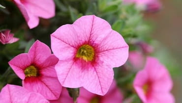Calibrachoa Celebration odmiana 'Salmon'. Calibrachoa Celebration odmiana 'Salmon'.
