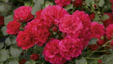 Róża okrywowa Gärtnerfreude.