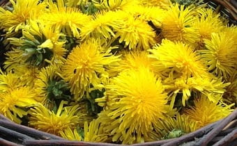 Kwiaty mniszka lekarskiego zbiera się zaraz po rozkwitnięciu, późnym rankiem, gdy zejdzie już rosa. mlecz