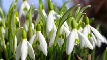 Przebiśnieg - najwcześniej kwitnące kwiaty ROSLINY KWIATY SNIEZYCZKA PRZEBISNIEG GALANTHUS NIVALIS FOT. WOJCIECH KINDLARSKI PUBLIKACJA KWIETNIK NR 2 (158) - 2 2008