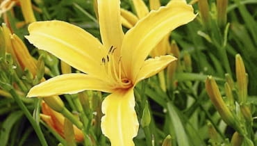 Liliowiec 'Atlas' ROSLINY KWIATY LILIOWIEC HEMEROCALLIS X HYBRIDA ' ATLAS ' FOT. KATARZYNA JODLOWSKA PUBLIKACJA OGRODY NR 9 (113) - 9 2008 SLOWA KLUCZOWE: ROSLINY KWIATY