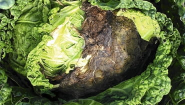 Szara pleśń na salacie Szara pleśń na salacie