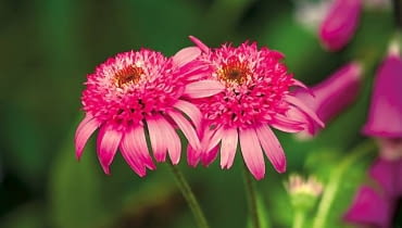 Jeżówka purpurowa 'Pink Double'