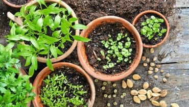 wiosenne wysiewy wiosenne wysiewy