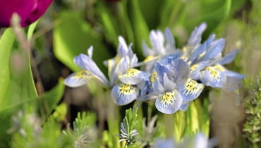 Irys żyłkowany (Iris reticulata) Ibulb, tuin SLOWA KLUCZOWE: Ibulb Happy Life Spring flowering bulbs Spring garden