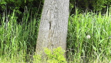 Pęknięcia kory spowodowane mrozem zdarzają się na różnych gatunkach drzew (np na jesionie) Pęknięcia kory spowodowane mrozem zdarzają się na różnych gatunkach drzew (np na jesionie)