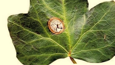 Plamistość liści często opanowuje całe blaszki. Prowadzi do osłabienia roślin. Zwalczamy ją preparatem Bravo lub Gwarant. ONE TIME USE ONLY DO JEDNORAZOWEGO UZYCIA