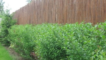 Aby żywopłot był piękny, trzeba go przycinać i nawozić Aby żywopłot był piękny, trzeba go przycinać i nawozić