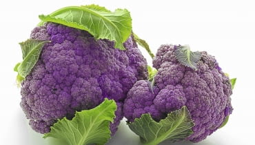 'Di Scilla Violetto'