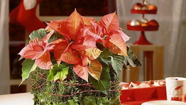 Ozdoby i dekoracje świąteczne na Boże Narodzenie z gwiazdy betlejemskiej. MATERIAŁ: poinsecja, ostrokrzew, dekoracyjne szpilki i sznurek, 2 kostki suchej gąbki florystycznej. Aranżacje i zdjęcia: Stars for Europe Ozdoby i dekoracje świąteczne na Boże Narodzenie z gwiazdy betlejemskiej. MATERIAŁ: poinsecja, ostrokrzew, dekoracyjne szpilki i sznurek, 2 kostki suchej gąbki florystycznej. Aranżacje i zdjęcia: Stars for Europe