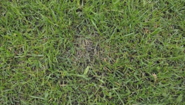 Trawnik. Plamy na trawniku Trawnik. Plamy na trawniku