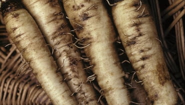 Salsifis 'Mammouth' (Tragopogon porrifolium) SLOWA KLUCZOWE: Asteraceae Flechtkorb Gem´se H´lsenfrucht Korb Pflanze Pflanzen Portrait Stilleben Stillleben Stills Tragopogon porrifolius vertikal