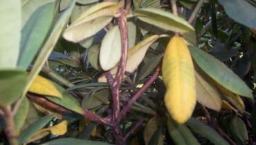 Chore rododendrony. Fot. 6