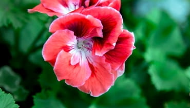 Pelargonia angielska Pelargonia angielska