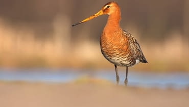 Zdjęcia rycyka z podchodu. Czołgając się do żerującego ptaka udało się go podejść na odpowiednią odległość a jednocześnie uzyskać idealną perspektywę Tylko na potrzeby artykułu w serwisie e-ogrody!!!